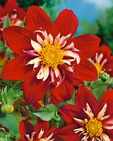 Dahlia Collarette Libretto