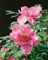 Paeonia x suffruticosa Anyano-Hikare