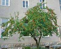 MALUS TORINGO VAR. SARGENTII