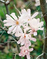 Magnolia stellata Dr. Massey