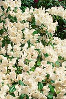 Rhododendron williamsianum Gartendirektor Rieger