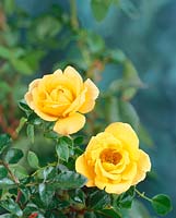 Rosa Sequoia Gold