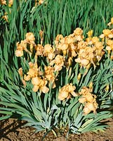 Iris germanica Caroline Charmer