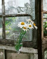 Lifetime picture with Leucanthemum in vase in front of window