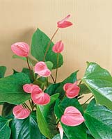 ANTHURIUM ANDREANUM SWEETHEART PINK