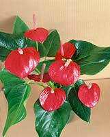 ANTHURIUM ANDREANUM SWEETHEART RED