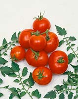 Tomate/Lycopersicon esculentum CREOLE