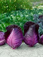 Rotkohl / Brassica oleracea var. capitata f. rubra Kalibos