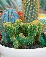 Opuntia sp.