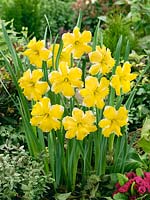 Narcissus Split-Corona Cassata