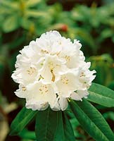 RHODODENDRON HELENE SCHIFFNER