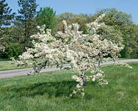 Malus toringo var. sargentii Rosea