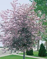 Prunus Colorata