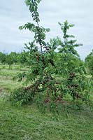 Prunus avium Kordia