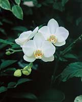 Phalaenopsis Aphrodite x Amabilis