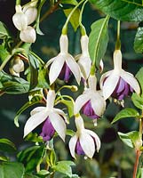 FUCHSIA Golden Anniversary