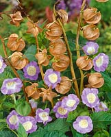 Nicandra physalodes