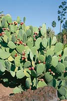 Opuntia ellisiana