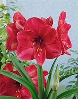 Amaryllis Michelle