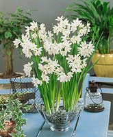 Narcissus papyraceus Paperwhite in glass pot