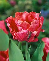 Tulipa Parrot Diana Ross