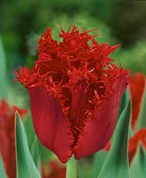 Tulipa Crispa Valery Gergiev
