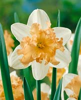 Narcissus Split-Corona Orangery