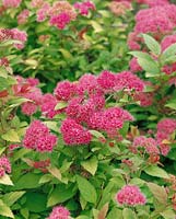 Spiraea japonica Walbuma Magic Carpet