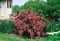 Weigela Carnaval ® Courtalor