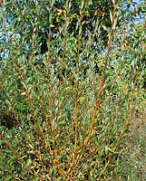 Salix alba Chermesina