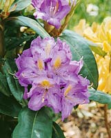 Rhododendron Blutopia