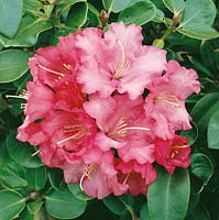 Rhododendron Karin