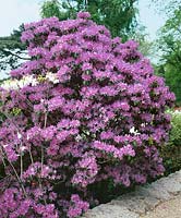 Rhododendron augustinii