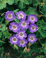 Geranium Buxton's Variety