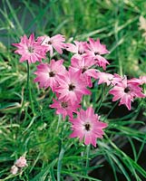 Dianthus pavonius Laciniatus