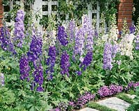 Delphinium elatum Guardian mix