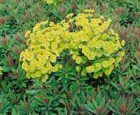 Euphorbia Redwing