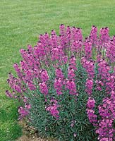 Erysimum linifolium Bowles Purple