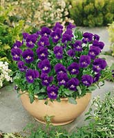 Viola cornuta Violet Flair in pot