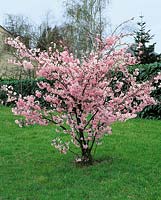 Prunus Accolade