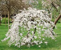 Prunus x yedoensis Moerheimii