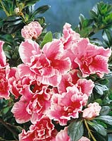 Rhododendron De Waele's Favourite (Azalea)