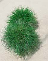 Festuca gautieri