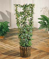 Hedera helix in pot