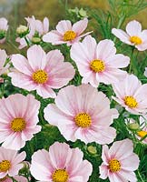 Cosmos bipinnatus Versailles Flush