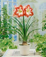 Amaryllis Minerva im Topf