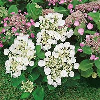 HYDRANGEA MACROPHYLLA TELLER WHITE