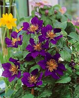 Clematis Picardy ™ Flora ™ Evipo024 (N)