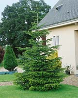 Abies nordmanniana