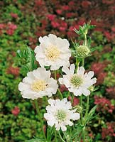 Scabiosa caucasica Perfecta Alba